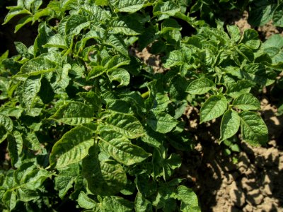 Solanum tuberosum Edelgard (02)