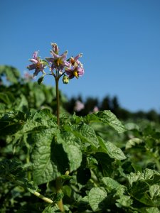Solanum tuberosum Präsident Krüger (02)