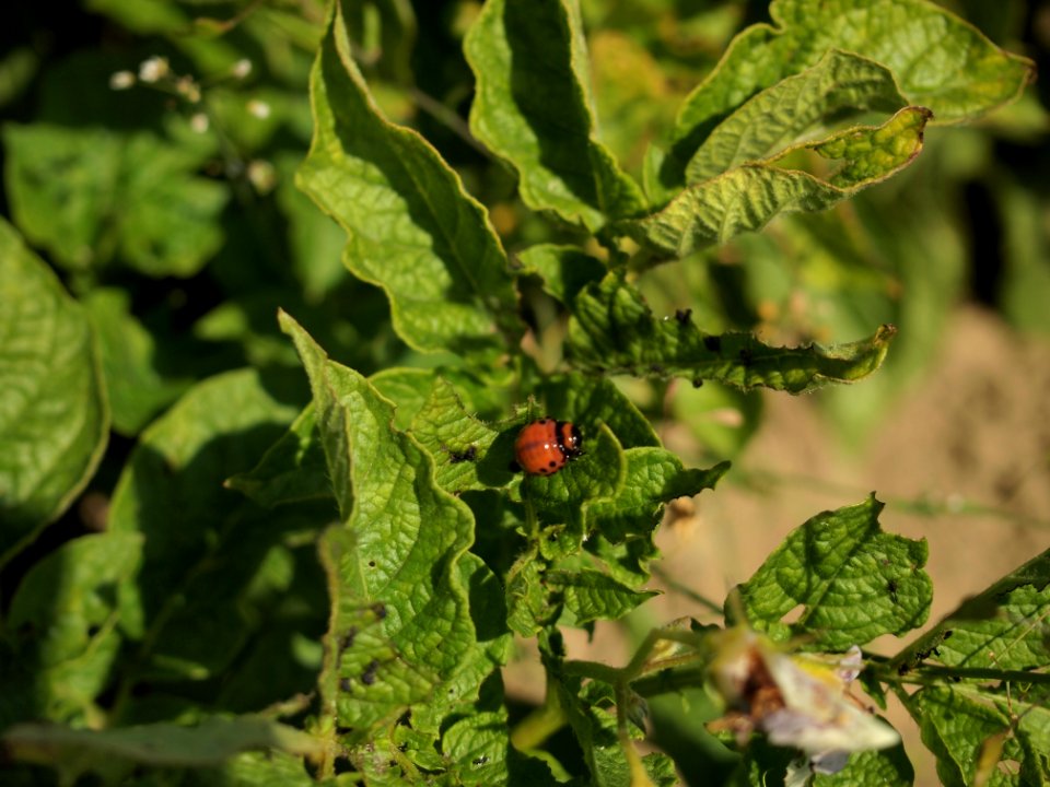 Solanum tuberosum Linzer Speise (03)