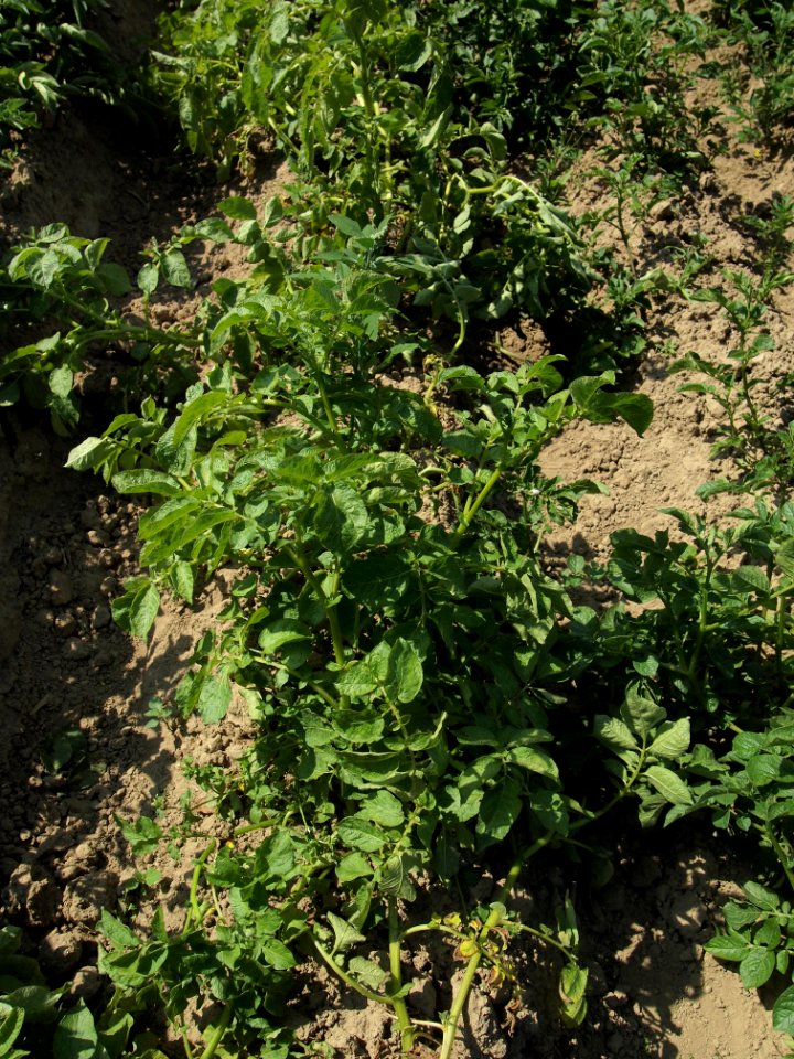 Solanum tuberosum Mayan Queen