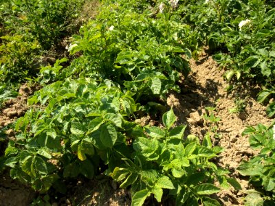 Solanum tuberosum Linzer Speise