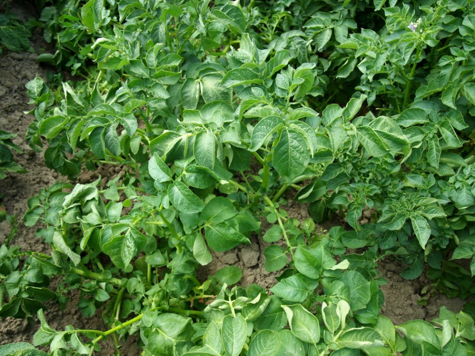 Solanum tuberosum Linzer Delikatess (04)