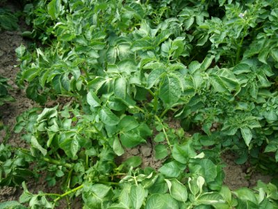 Solanum tuberosum Linzer Delikatess (04)
