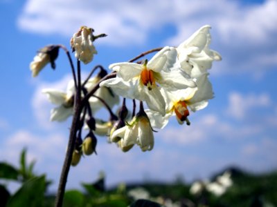 Solanum tuberosum Puikula (04)