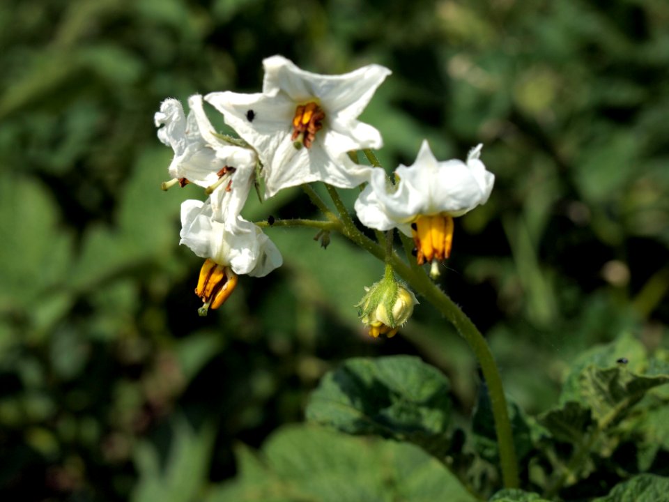 Solanum tuberosum Ostbote (05)