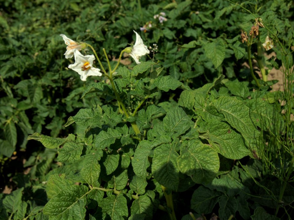Solanum tuberosum Ostbote (03)