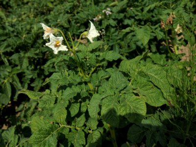Solanum tuberosum Ostbote (03)