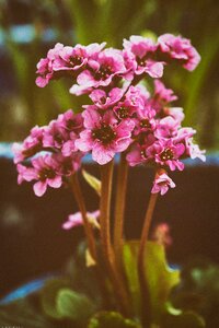 Spring flora garden