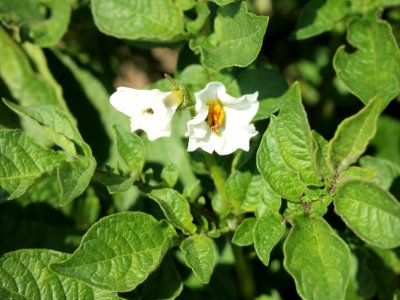 Solanum tuberosum Rosalind (02)