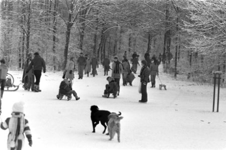 Sneeuwpret in Amsterdamse bos, Bestanddeelnr 931-8567