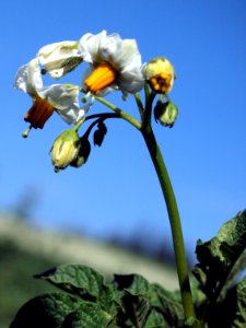 Solanum tuberosum Industrie (05)