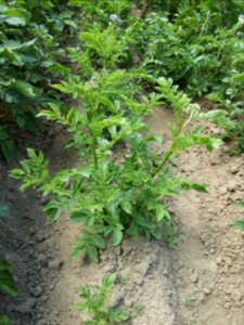 Solanum tuberosum Lima (02)