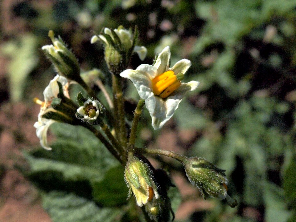 Solanum tuberosum Juliette (02)