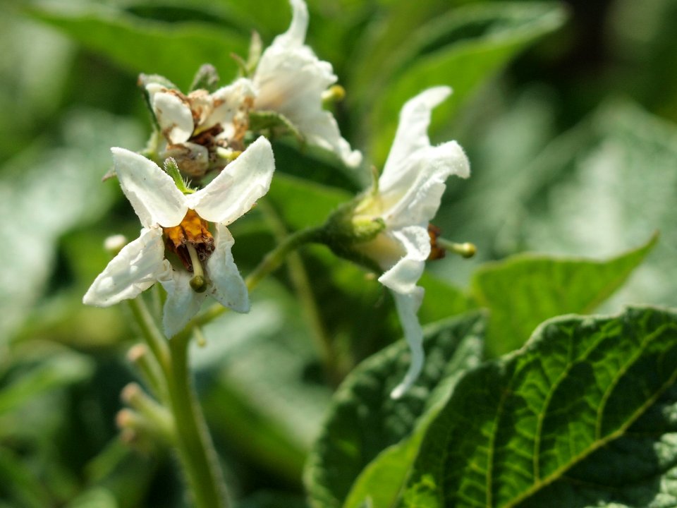 Solanum tuberosum Jam (04)