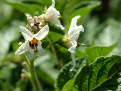 Solanum tuberosum Jam (04)