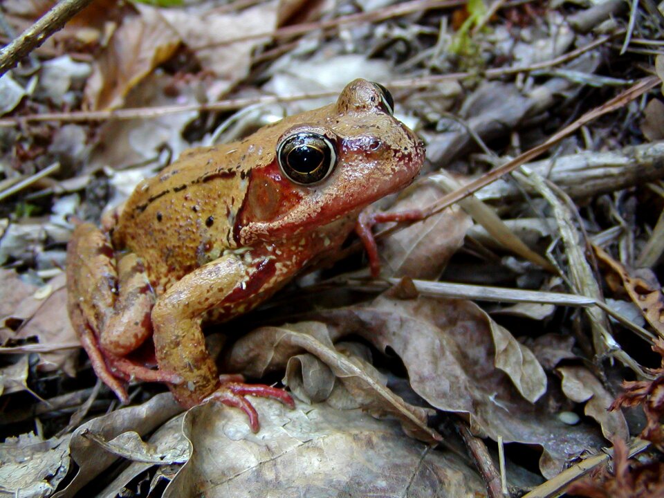 Nature animal brown