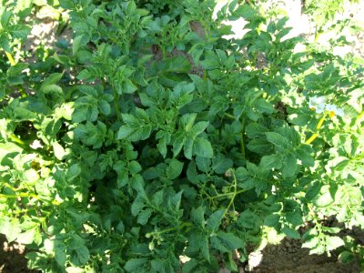 Solanum tuberosum Industrie