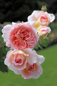 Pink pink rose flower