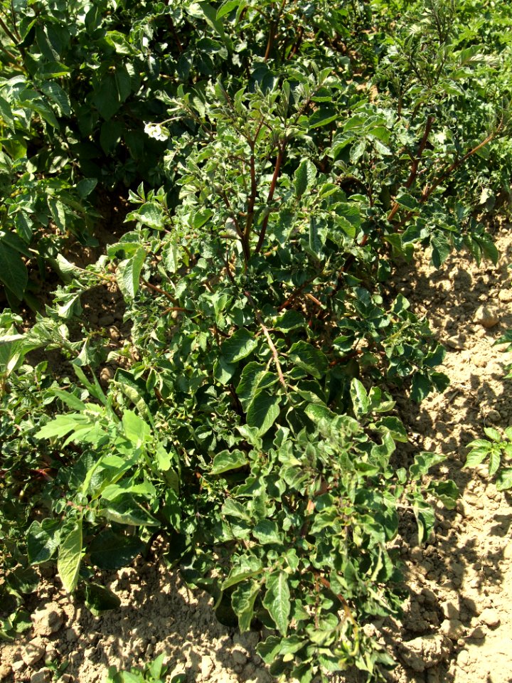 Solanum tuberosum Highland Burgundy Red