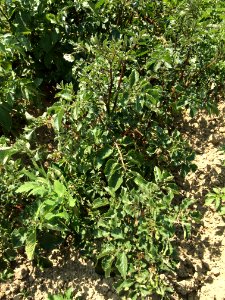 Solanum tuberosum Highland Burgundy Red photo