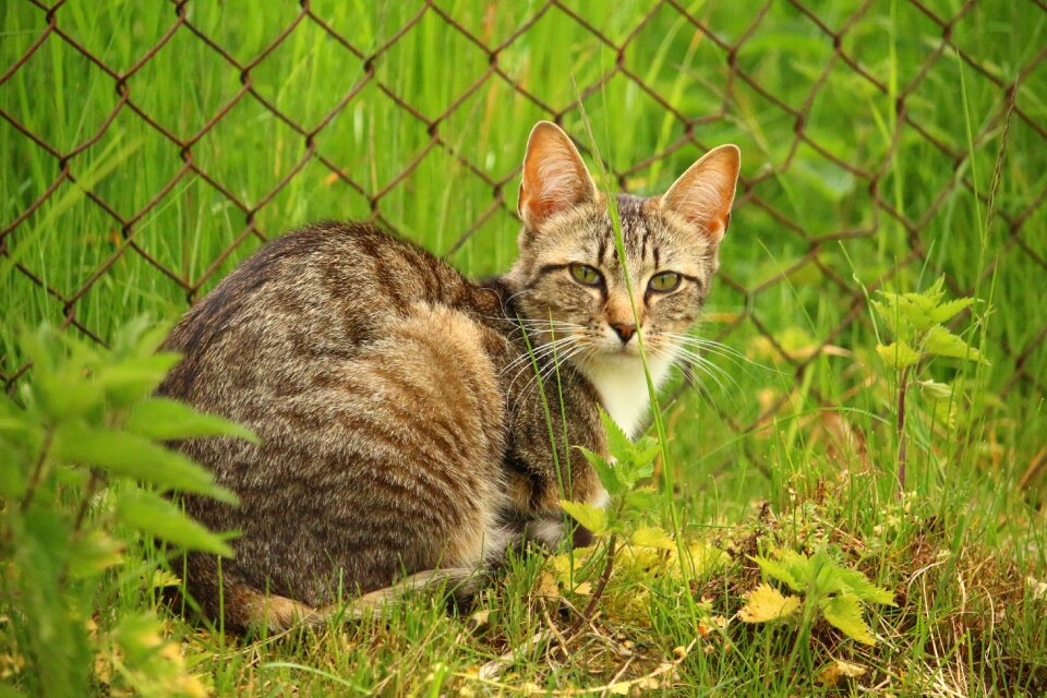 Young cat domestic cat mieze