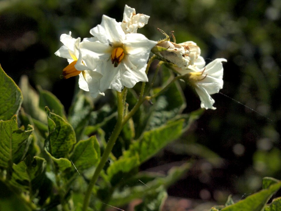 Solanum tuberosum Hela (03)