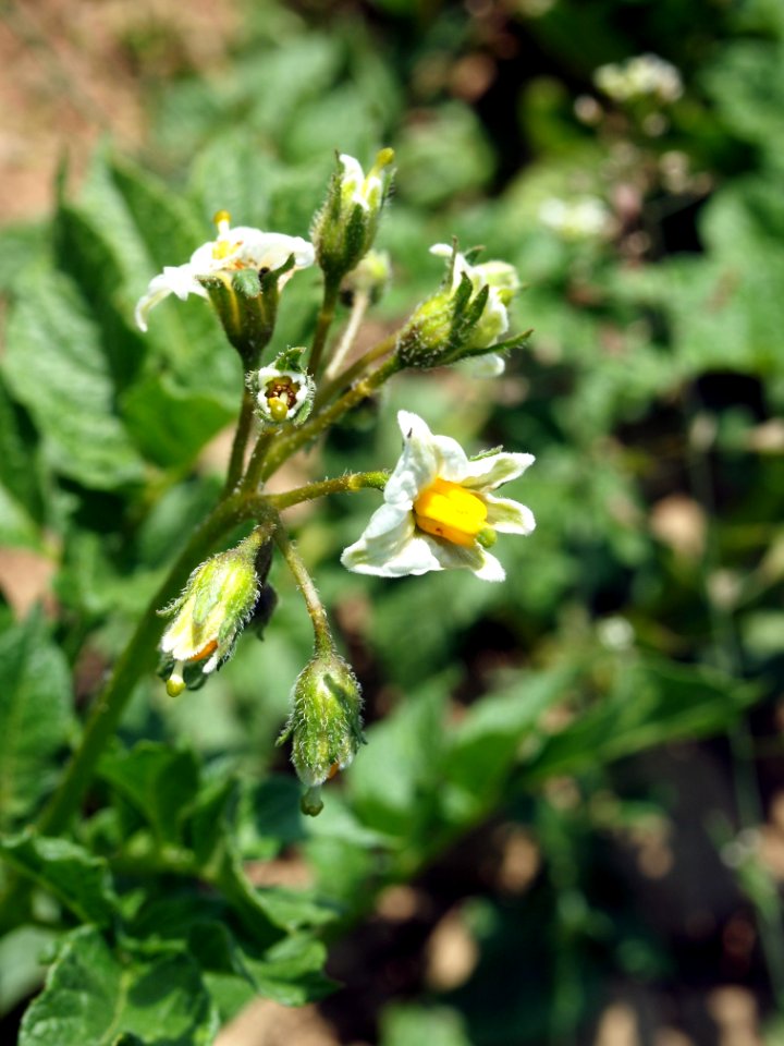 Solanum tuberosum Juliette (03)