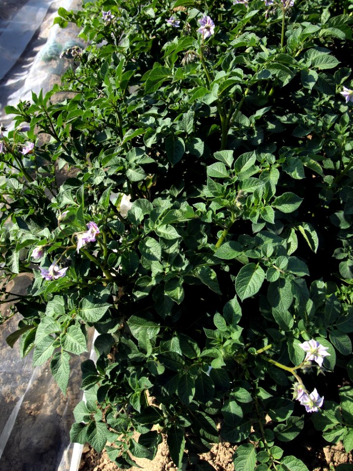 Solanum tuberosum Kum Jung