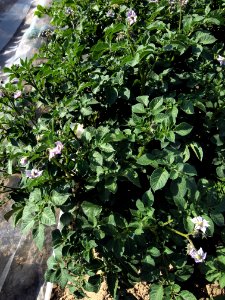 Solanum tuberosum Kum Jung