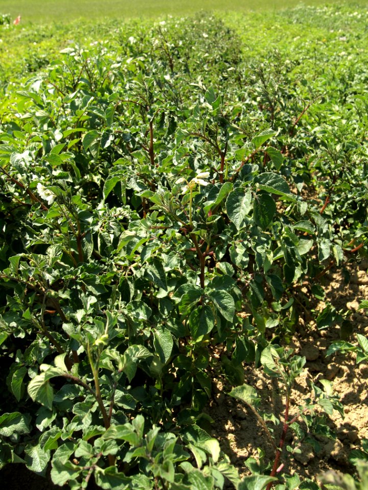 Solanum tuberosum Highland Burgundy Red (02)