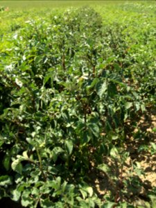 Solanum tuberosum Highland Burgundy Red (02)