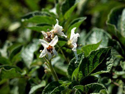Solanum tuberosum Jam (03)