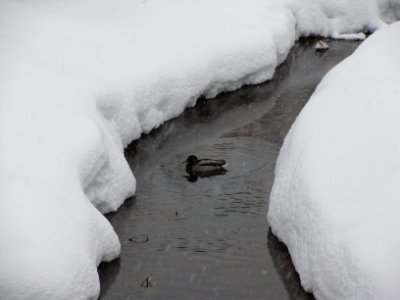 Solvychegodsk 11.01.2011 (18)
