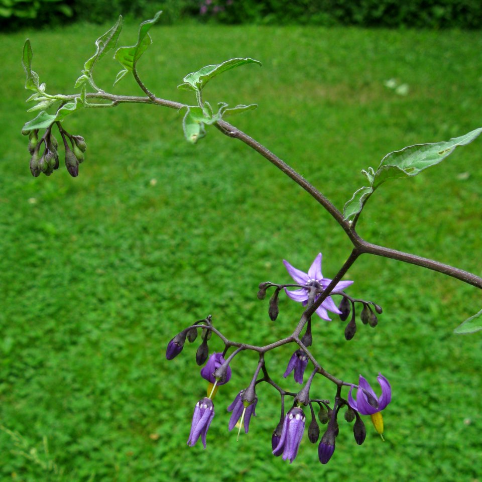 Solanum dulcamara, 2020-06-05, Beechview, 01
