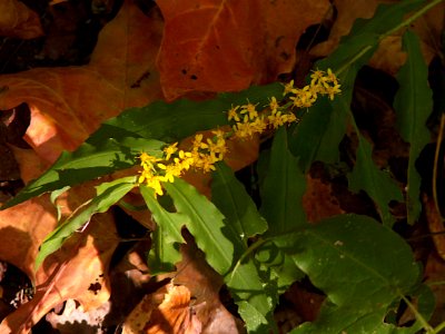 Solidago caesia, 2020-10-09, Seldom Seen, 01