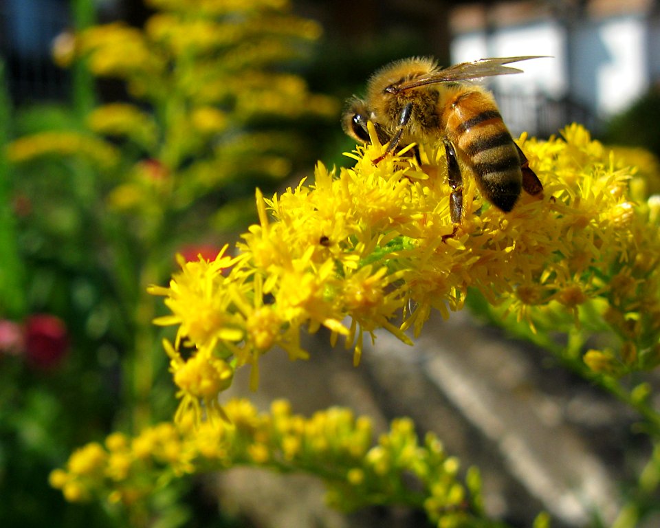 Solidago altissima with bee, 2020-09-22, Beechview, 01