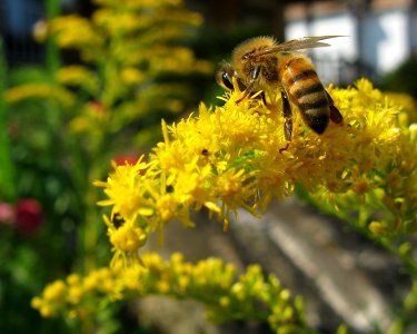 Solidago altissima with bee, 2020-09-22, Beechview, 01