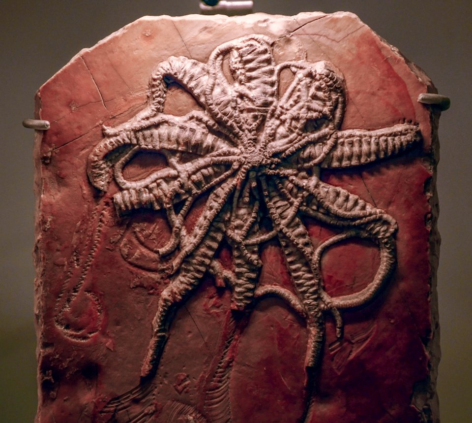 Solanocrinites thiollieri Musée des Confluences 18102015 1
