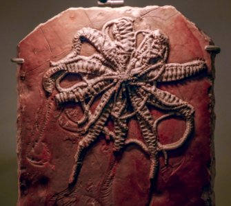 Solanocrinites thiollieri Musée des Confluences 18102015 1