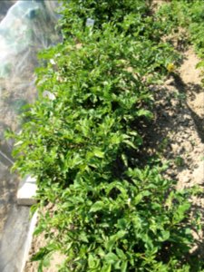 Solanum tuberosum Oldenburger Blaue (02)