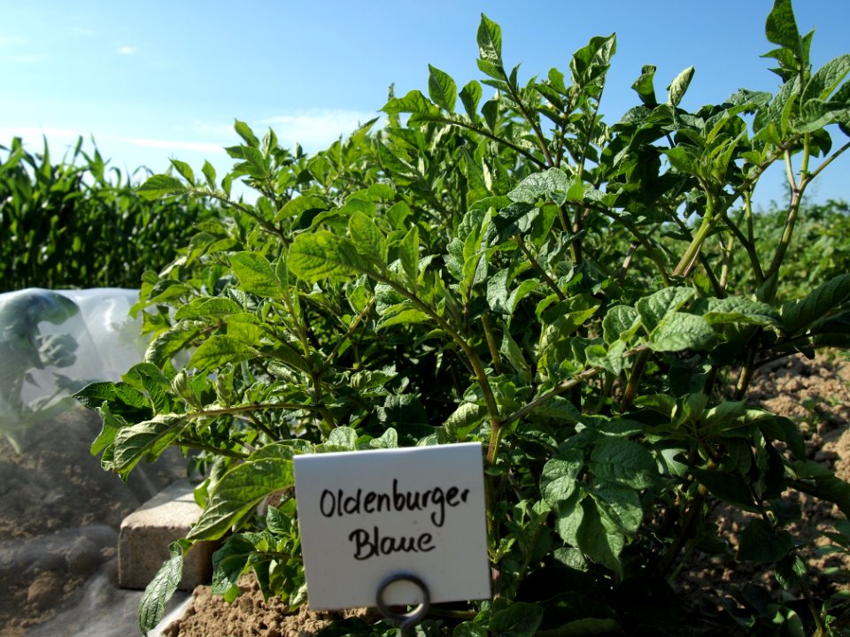 Solanum tuberosum Oldenburger Blaue