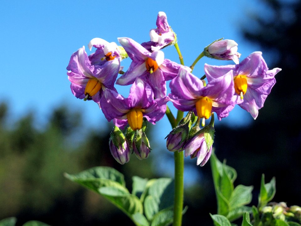 Solanum tuberosum MP 8414420 (02)