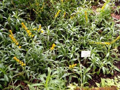 Solidago patagonica - Palmengarten Frankfurt - DSC01952