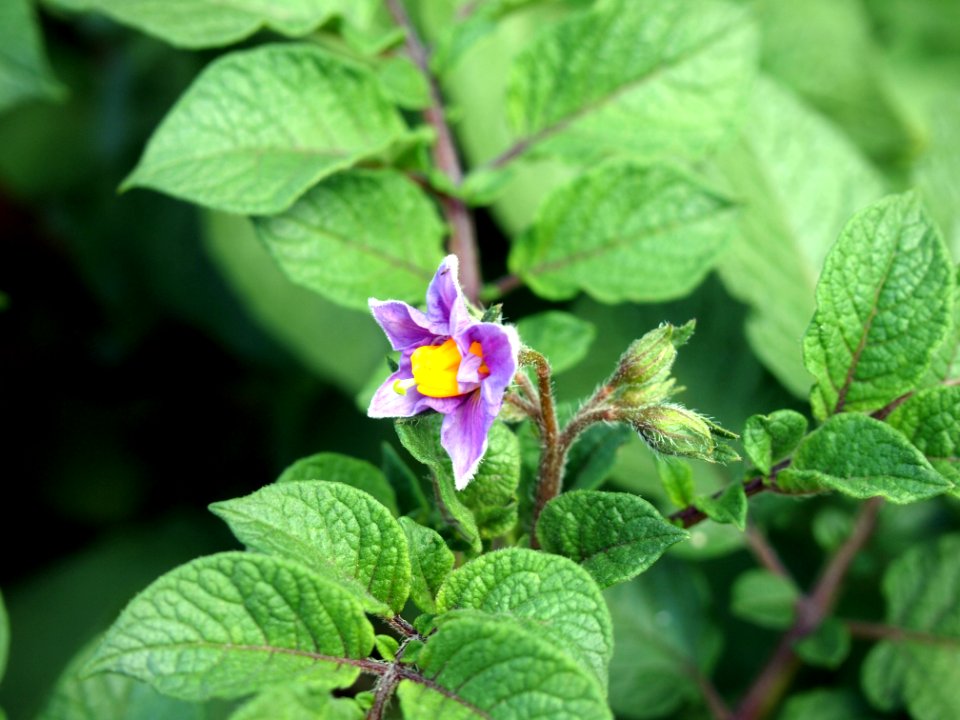 Solanum tuberosum Cheyenne (04)