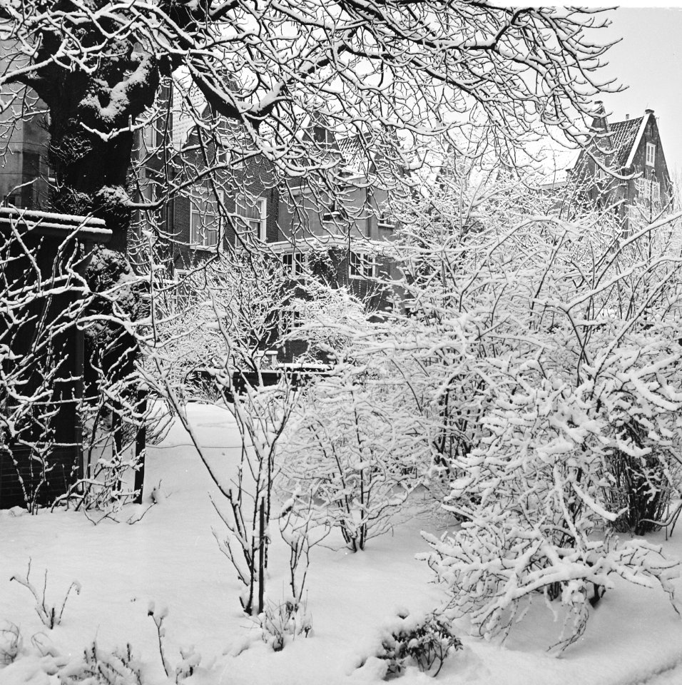 Sneeuwval. Struiken onder sneeuw, huizen op achtergrond, Bestanddeelnr 923-2578