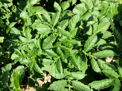 Solanum tuberosum Linzer Stärke (02)