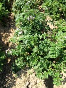 Solanum tuberosum Blue Bell