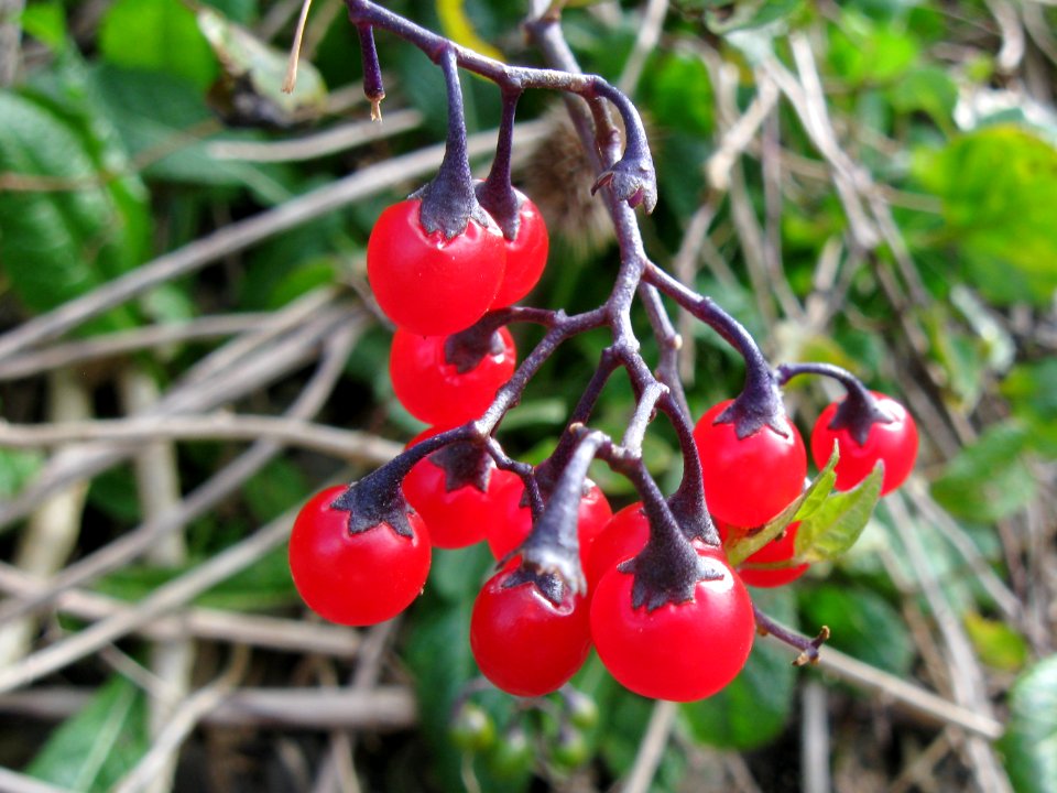 Solanum dulcamara, Beechview, 2020-09-30, 01