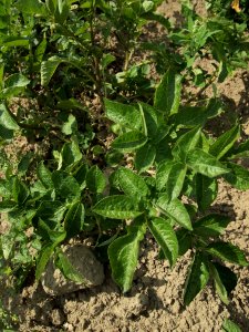 Solanum tuberosum Belle de Fontenay (02)