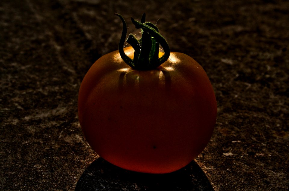 Solanum lycopersicum - Yellow Tomato